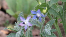 Herbstliche Wildkräuterspaziergang
