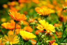 Herbstlicher Wildkräuterspaziergang