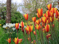 Offene Gärten 2026 in Esslingen und Region