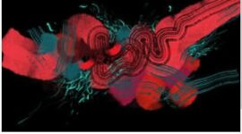 Brücken zwischen Kulturen