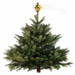 Klingender Christbaum an der Liebfrauenkirche