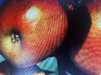 Winterschnitt bei Kernobstbäumen am 17.01.2026