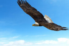 Der Filmkomponist Joseph Haydn