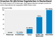 Vogelsterben an Glasfassaden und Fenstern