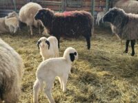 Mi-Fü e.V. bei den Schafen in Kernen-Stetten