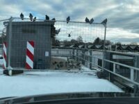 Unterstützung für Taubenschläge gesucht