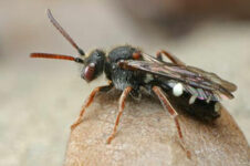 Artenvielfalt – im Zweifel auch verzichtbar?