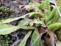 Schnecken im Gemüsegarten jetzt bekämpfen?!
