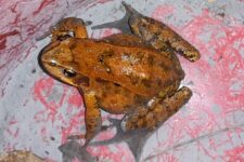 Die Krötenwanderung in Weil beginnt