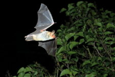 NABU-Projekt  Fledermäuse in Esslingen