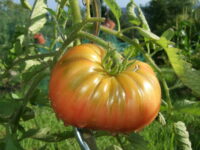 Nutzpflanzenbibliothek am 21.3. in der Bücherei