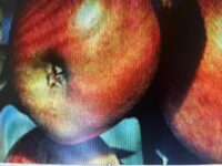 Gartensträucher richtig zurückschneiden