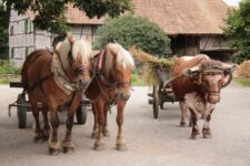 Im Märzen der Sänger …