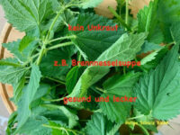 Kneippen als Immaterielles Kulturerbe