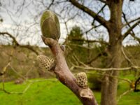 Der Walnussbaum im Frühjahr