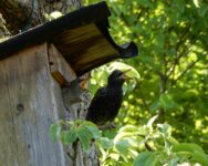Vogelführung im Ebershaldenfriedhof