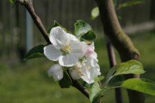 Glaube und liebe und tanze: Ostern feiern.