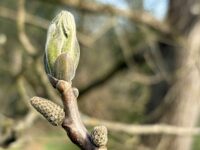 Der Walnussbaum auf der Streuobstwiese …