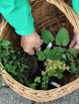 Pflanzentausch am 19.4. in der Pliensauvorstadt