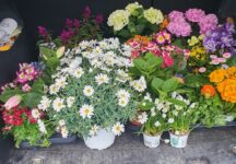 Neues aus dem Nachbarschaftstreff Am Schönen Rain