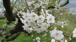 Blütenumgang zum 1. Mai