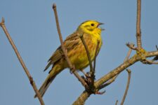 Vogelkundliche Führung