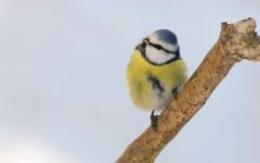 Stunde der Gartenvögel – zähl mit!