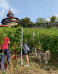 Landfrauen wandern in den Esslinger Weinbergen