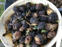Immer mehr schwarze Walnüsse – Was tun?