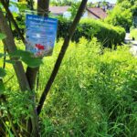 Bürgerausschuss sucht Blühpaten