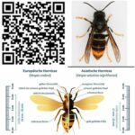 Informationen Asiatische Hornisse / Waldbegehung