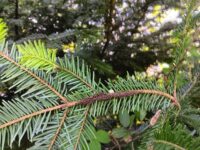 Waldbegehung mit anschließendem Grillabend