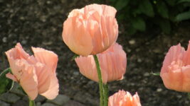 Sommerfest in St. Maria Mettingen