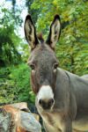 Aktionstag Tageselternverein im Tierpark Nymphaea