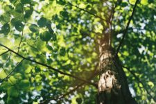 BUND – jetzt mit eigenem Umwelt-Podcast “BUNDfunk”