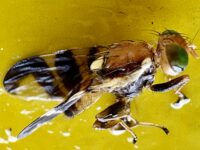Achtung Walnussfruchtfliegen – Jetzt handeln!
