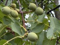Hitze und Trockenheit – Was macht der Walnussbaum?