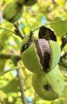 Walnussernte – Wie geht das denn?