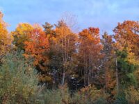 Herbstwanderung auf dem Schurwald